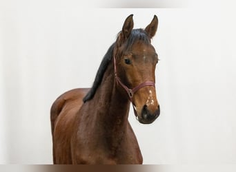 Oldenburg, Mare, 2 years, 16,1 hh, Brown