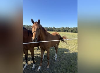 Oldenburg, Mare, 2 years, 16.1 hh, Chestnut