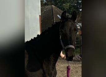 Oldenburg, Mare, 2 years, 16,1 hh, Smoky-Black