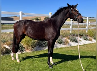 Oldenburg, Mare, 2 years, 16.1 hh, Smoky-Black