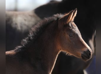 Oldenburg, Mare, 2 years, 16,2 hh, Bay-Dark