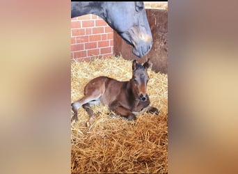 Oldenburg, Mare, 2 years, 16,2 hh, Bay-Dark