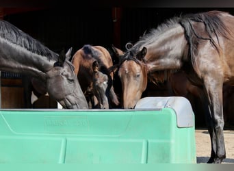 Oldenburg, Mare, 2 years, 16.2 hh, Black