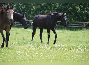 Oldenburg, Mare, 2 years, 16.2 hh, Black