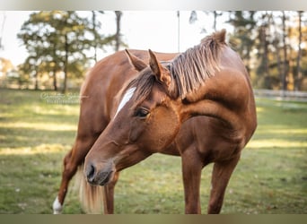 Oldenburg, Mare, 2 years, 16,2 hh, Chestnut