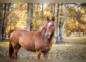 Oldenburg, Mare, 2 years, 16,2 hh, Chestnut