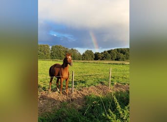 Oldenburg, Mare, 2 years, 16,2 hh, Chestnut-Red