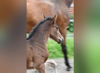 Oldenburg, Mare, 2 years, 16.3 hh, Brown