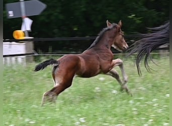 Oldenburg, Mare, 2 years, 16.3 hh, Brown