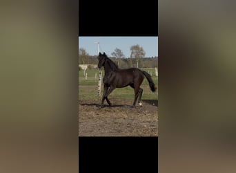 Oldenburg, Mare, 2 years, 16 hh, Black