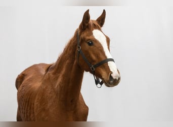 Oldenburg, Mare, 2 years, 16 hh, Chestnut