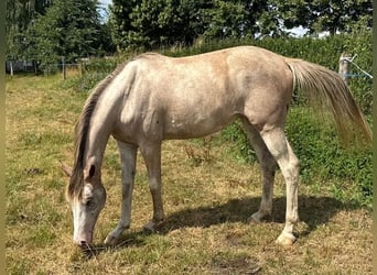 Oldenburg, Mare, 2 years, 16 hh, Pinto