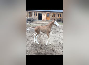 Oldenburg, Mare, 2 years, 16 hh, Pinto