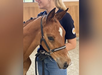 Oldenburg, Mare, 2 years, 16,1 hh, Brown