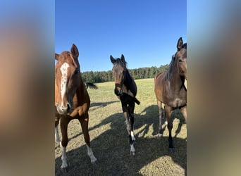 Oldenburg, Mare, 2 years, 16,1 hh, Brown