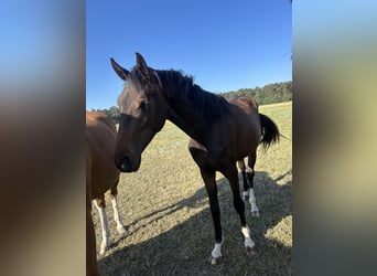 Oldenburg, Mare, 2 years, 16,1 hh, Brown