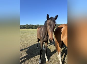 Oldenburg, Mare, 2 years, 16,1 hh, Brown