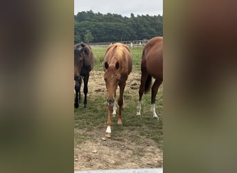 Oldenburg, Mare, 2 years, 16,1 hh, Chestnut