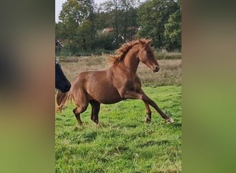 Oldenburg, Mare, 2 years, 16,1 hh