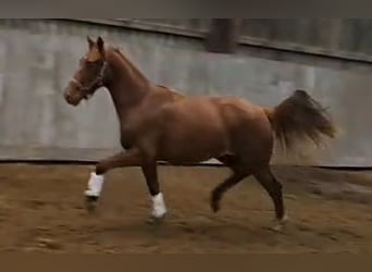 Oldenburg, Mare, 2 years, 16,1 hh