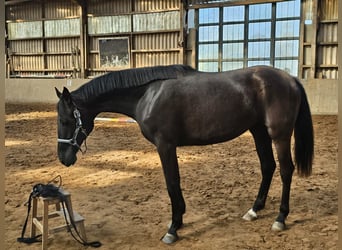 Oldenburger, Stute, 2 Jahre, 17 hh, Rappe