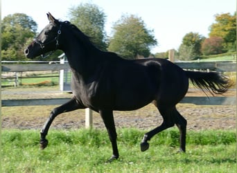 Oldenburg, Mare, 2 years, 17 hh, Black