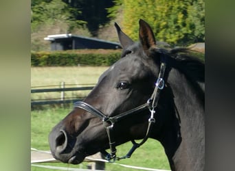 Oldenburg, Mare, 2 years, 17 hh, Black