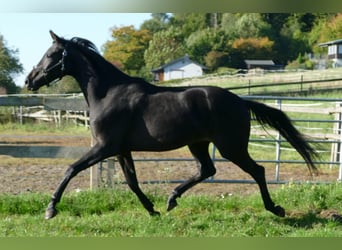 Oldenburg, Mare, 2 years, 17 hh, Black