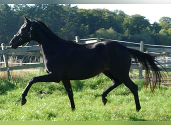 Oldenburg, Mare, 2 years, 17 hh, Black