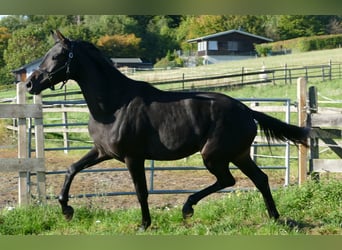 Oldenburg, Mare, 2 years, 17 hh, Black