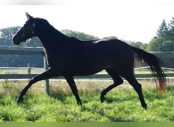 Oldenburg, Mare, 2 years, 17 hh, Black