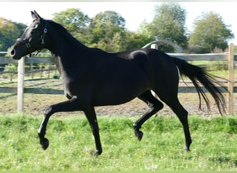 Oldenburg, Mare, 2 years, 17 hh, Black