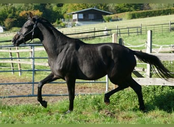 Oldenburg, Mare, 2 years, 17 hh, Black