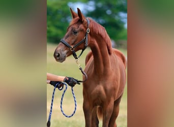 Oldenburg, Mare, 2 years, 17 hh, Chestnut