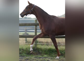 Oldenburg, Mare, 2 years, 17 hh, Chestnut