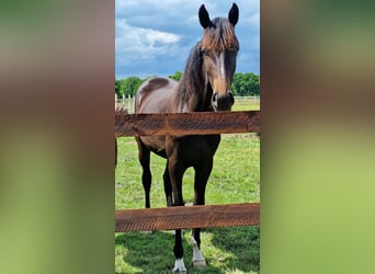 Oldenburg, Mare, 2 years, 17 hh, Smoky-Black