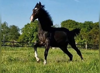 Oldenburg, Mare, 2 years, 17 hh, Smoky-Black