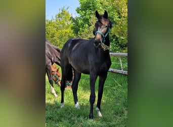 Oldenburg, Mare, 2 years, 17 hh, Smoky-Black