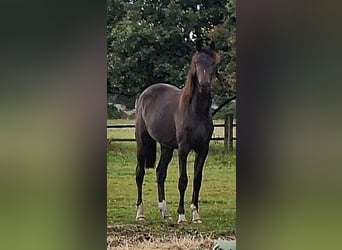 Oldenburg, Mare, 2 years, 17 hh, Smoky-Black