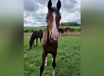 Oldenburg, Mare, 2 years, 17,1 hh, Brown