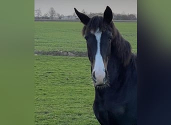 Oldenburg, Mare, 2 years, Bay-Dark