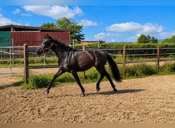 Oldenburg, Mare, 2 years, Black