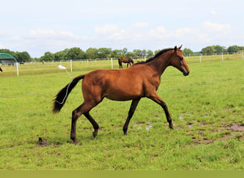 Oldenburg, Mare, 2 years, Brown