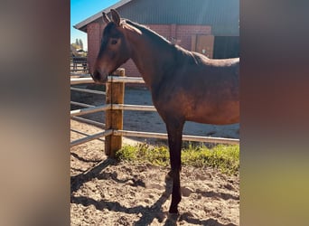 Oldenburg, Mare, 2 years, Brown