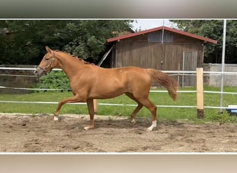 Oldenburg, Mare, 2 years, Chestnut-Red