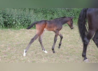 Oldenburger, Stute, 2 Jahre, Schwarzbrauner