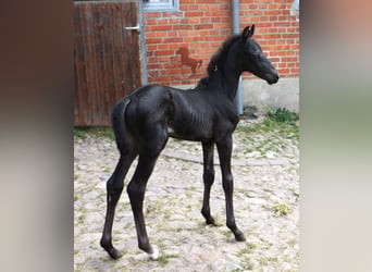 Oldenburg, Mare, 2 years, Smoky-Black