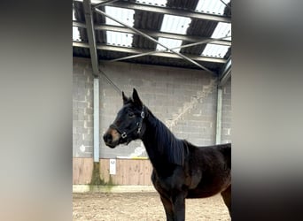 Oldenburg, Mare, 2 years, Smoky-Black