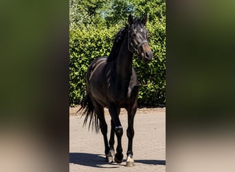 Oldenburg, Mare, 3 years, 15.1 hh, Smoky-Black