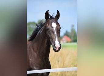 Oldenburg Mix, Mare, 3 years, 15.2 hh, Bay-Dark